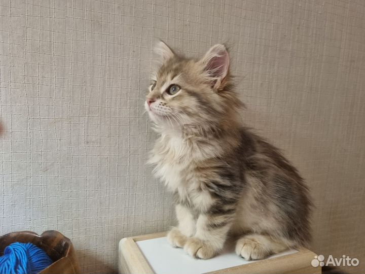 Сибирский богатырь с прекрасной родословной