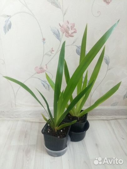 Переския, Неомарика, Белопероне - редкие цветы