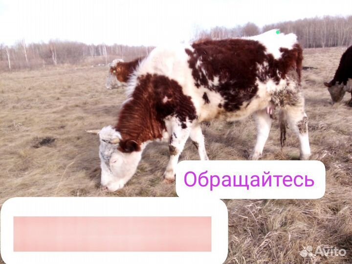 Корова