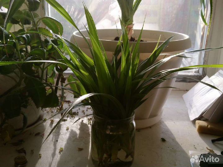 Красивый цветок