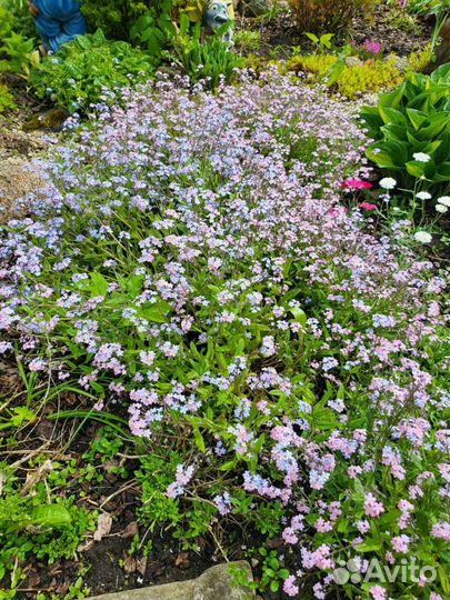 Растения на альпийскую горку