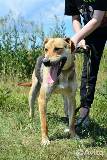 Крупный Лосяш хочет домой