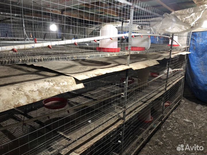 Клетки для кур со всеми принадлежностями