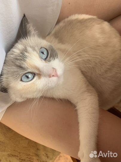 Кошечка в добрые ручки