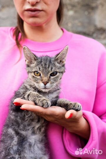 Котенок в дар