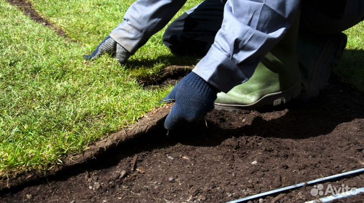 Газонная трава