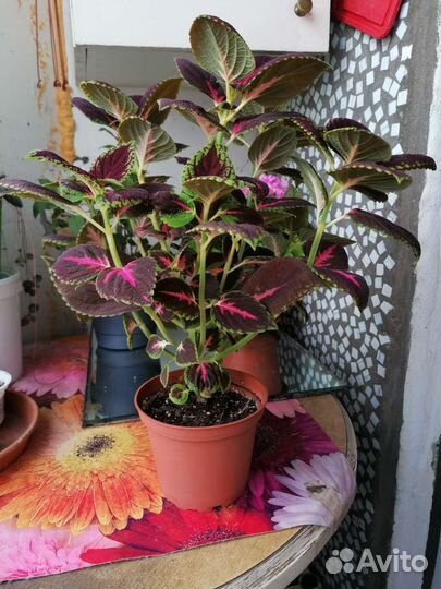 Отдам колеус