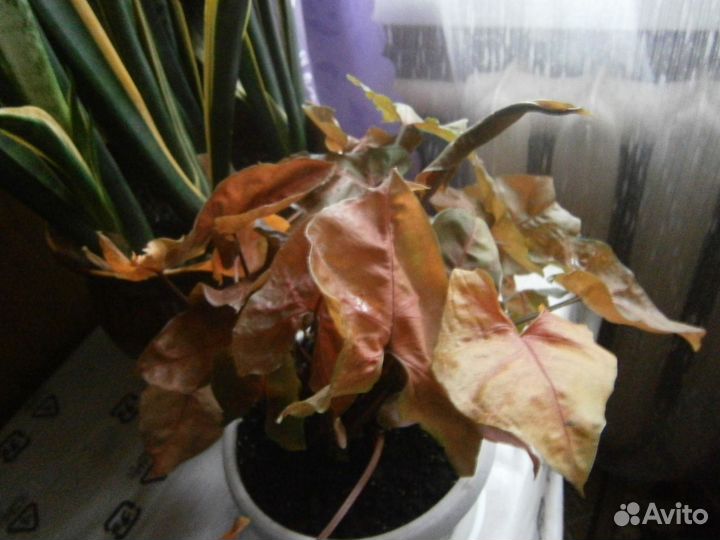 Комнатные растения