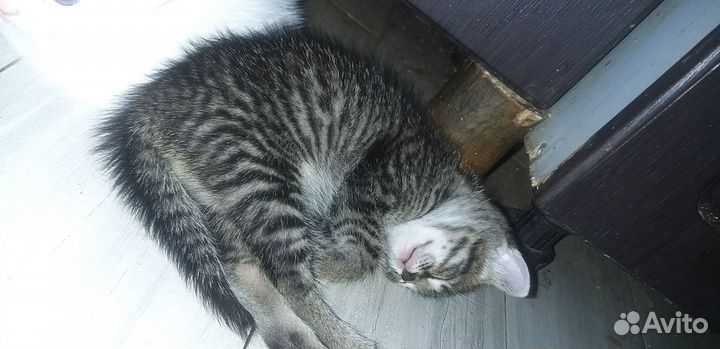 Котята