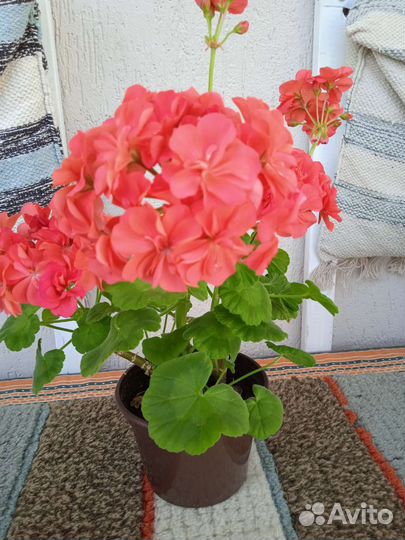 Герань пеларгония