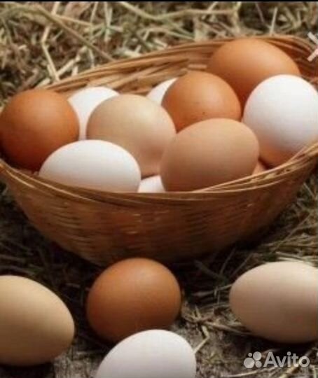 Яйцо куриное
