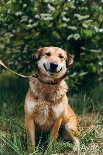 Собака Улыбка