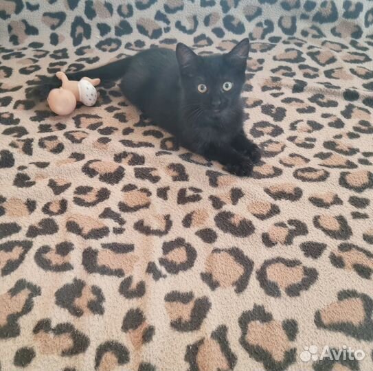 Кошечка в добрые руки