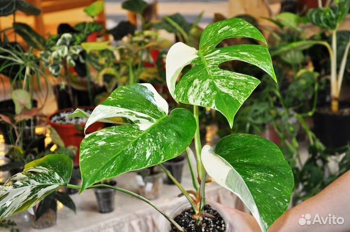 Выставка цветов в Краснодаре 16 сентября 2023г