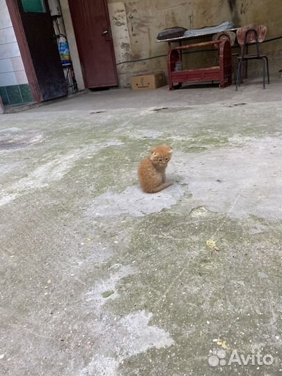 Котята в добрые руки бесплатно