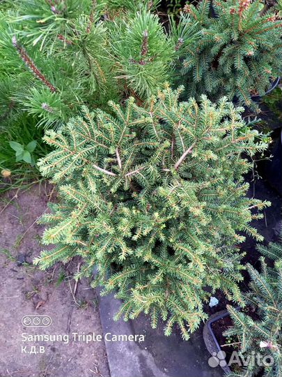 Сосны,ели,пихты