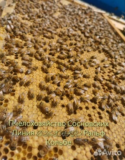 Пчелопакеты Бакфаст, Карника 2025