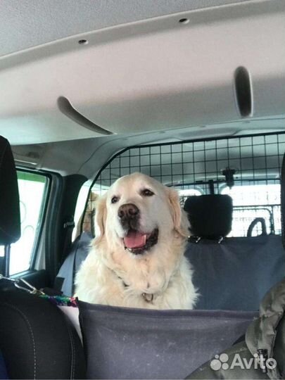 Перевозка домашних животных