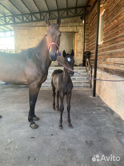 Кобылу с жеребенком