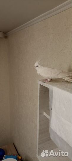 Попугай корелла девочка