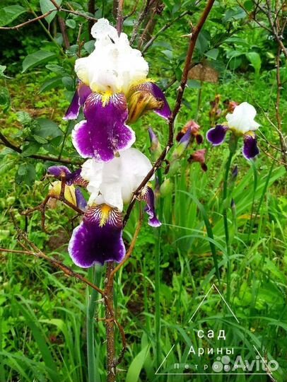 Ирис бородатый Вабаш