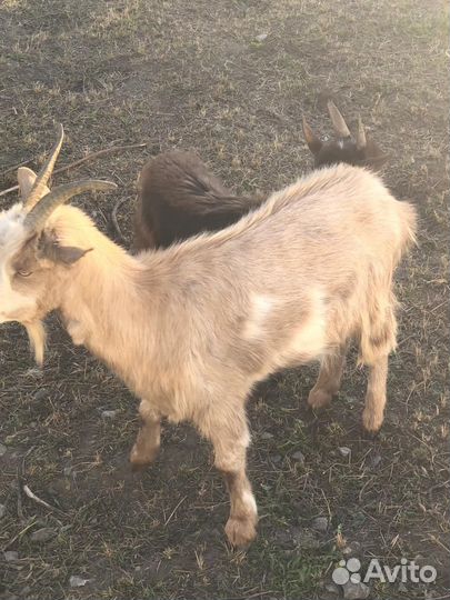 Козел зааненский