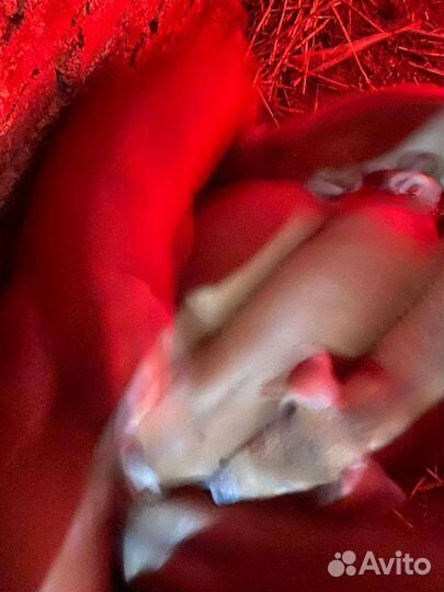 Поросенок дюрок