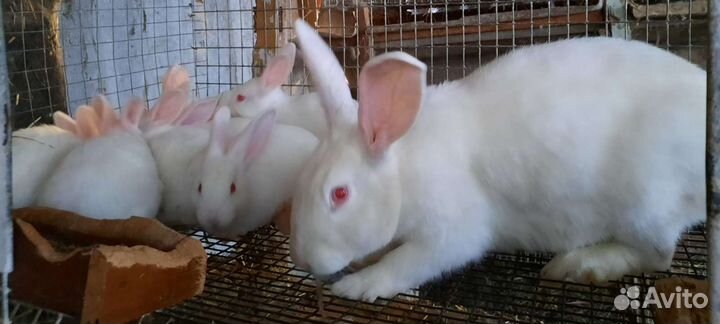 Калифорния,хиплюс