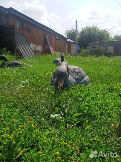 Чучела гусиные