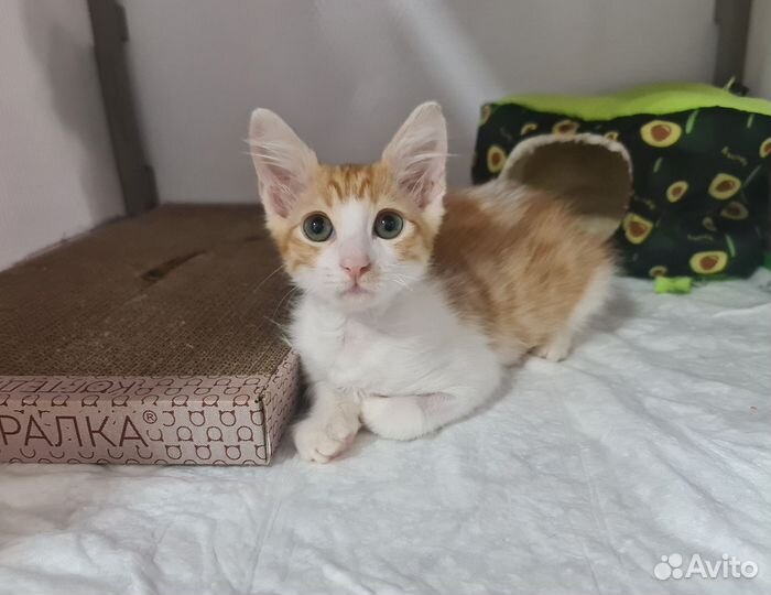 Котёнок Барон в добрые руки