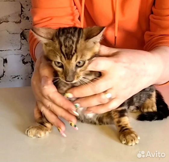 Бенгальский котик 3,5 мес