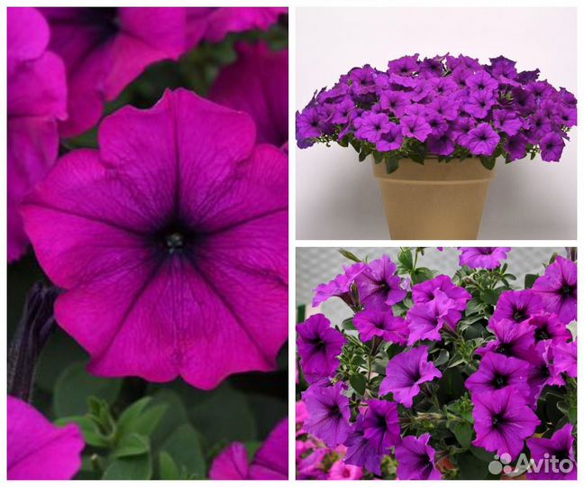 Гигантские ампельные петунии