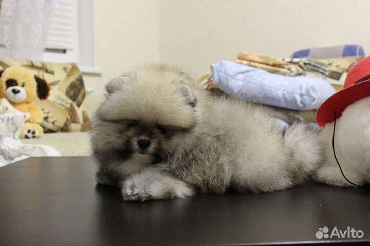 Померанский шпиц