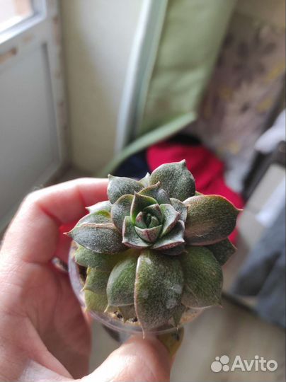 10 взрослых разных суккулентов в одни руки
