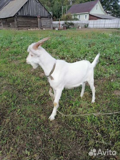 Козел Зааненский чистокровный
