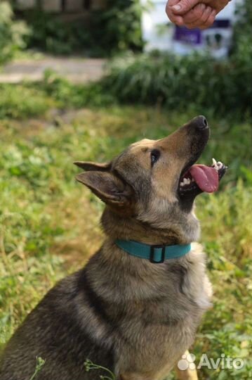 Собака в добрые руки отдам бесплатно