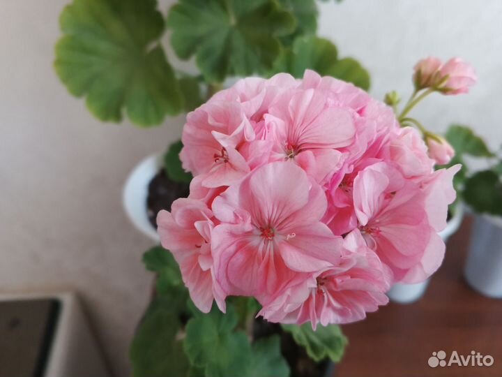 Пеларгония герань
