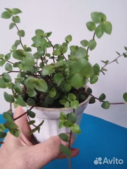 Сингониум, пеперомия, коллизия традискагция