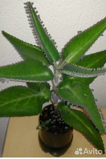 Каланхоэ (доктор) чихалка