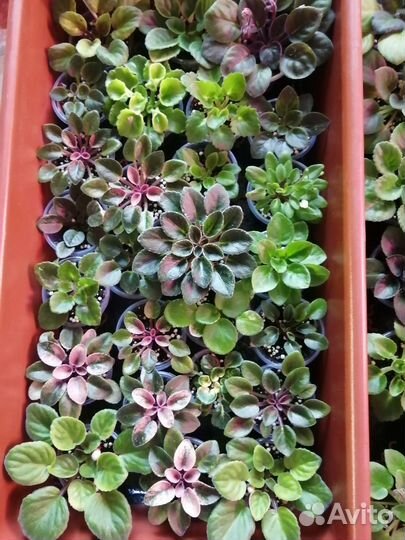 Сортовые фиалки мини