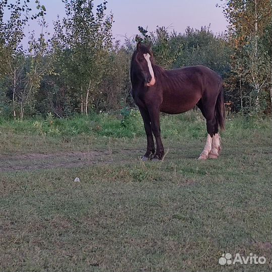 Жеребчикки
