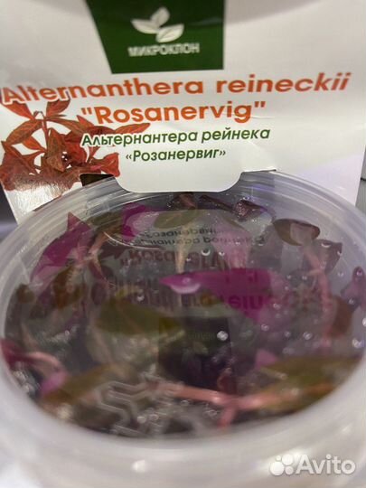 Меристемные растения -поставка от 24.02.24