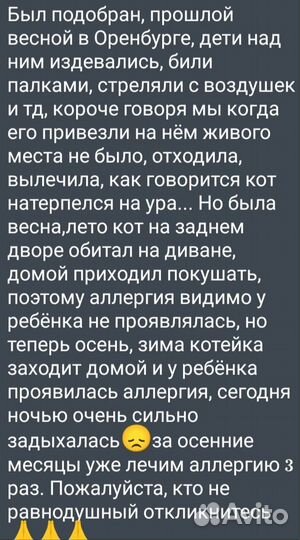 Шотландский вислоухий кот бесплатно