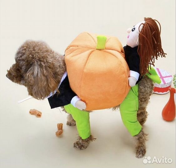Костюм доя собак мелких пород