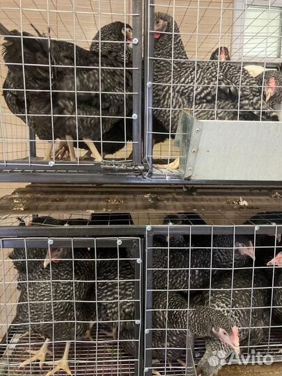 Продажа кур несушек