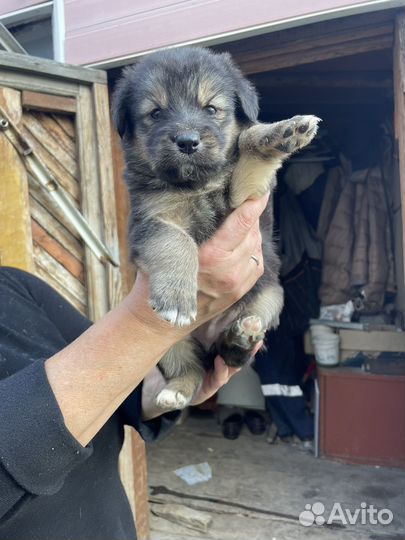 Собака в добрые руки отдам бесплатно