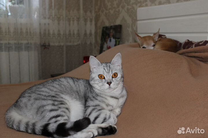 Отдам кошечку в добрые руки