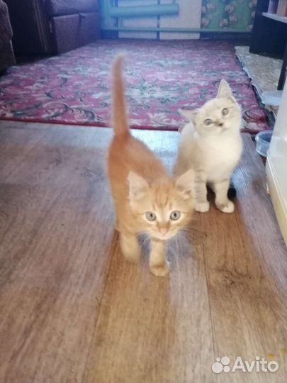 Котята в добрые руки