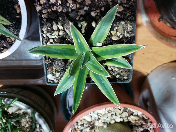 Агава королевы виктории вариегатная