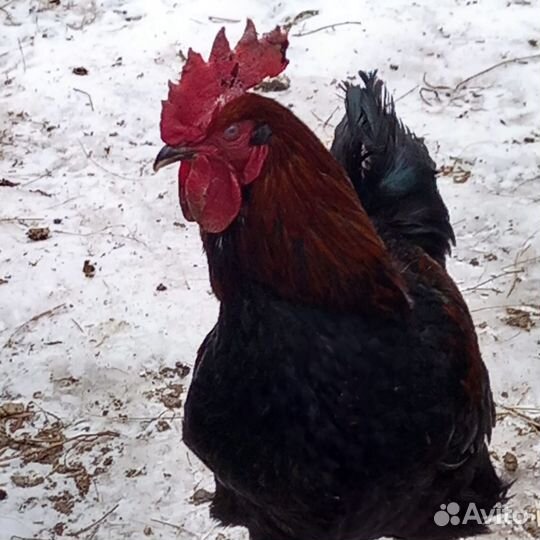 Петухи